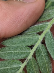 Oxytropis campestris