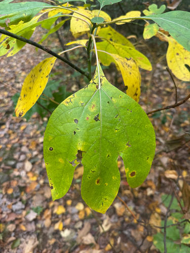 sassafras photograph by the iNaturalist community
