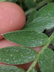 Oxytropis campestris
