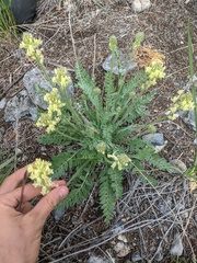 Oxytropis campestris