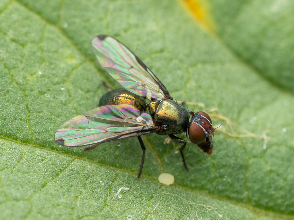 Rivellia connata