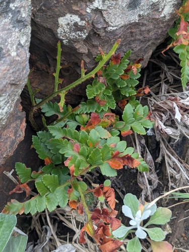 Rumohra adiantiformis observed 2026-10-22