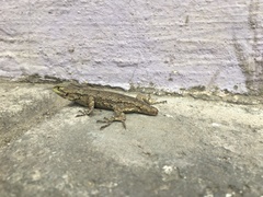 Sceloporus grammicus