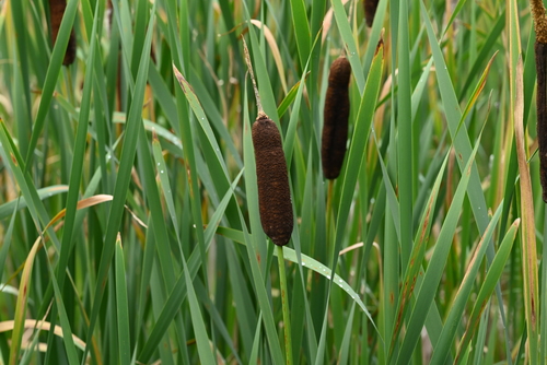 broadleaf cattail photograph by the iNaturalist community