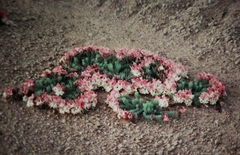 Lechenaultia macrantha