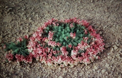 Lechenaultia macrantha