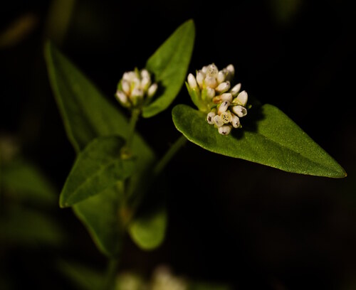 Persicaria nepalensis observed 2026-10-18