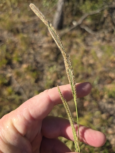 Paspalum urvillei observed 2026-10-23
