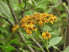 Acmaeodera flavopicta
