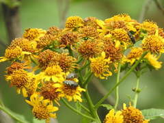 Acmaeodera flavopicta