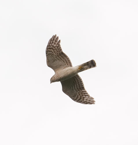 iNaturalist image