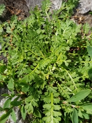 Lepidium didymum