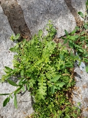 Lepidium didymum