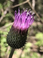 Cirsium texanum