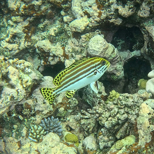 Plectorhinchus lessonii observed 2026-10-23