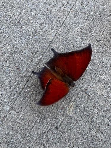 Anaea, 2026-10-23