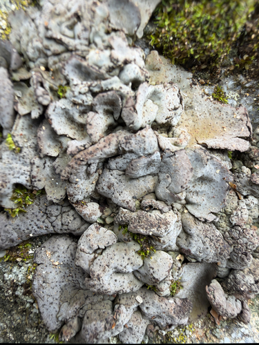 Leather Lichen
