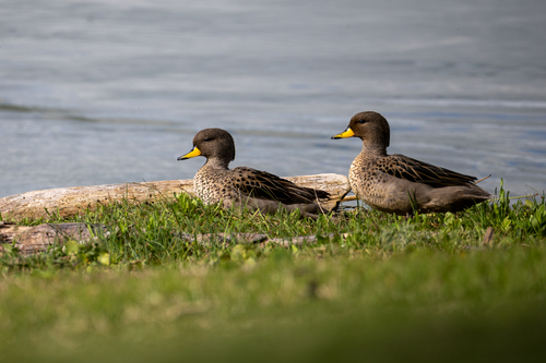 iNaturalist image