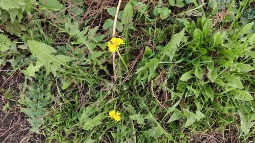 common dandelion photograph by the iNaturalist community