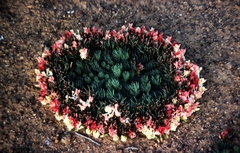 Lechenaultia macrantha