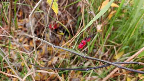 bittersweet nightshade photograph by the iNaturalist community