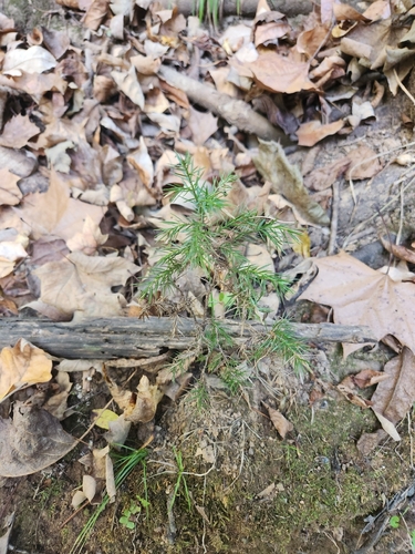 eastern redcedar photograph by the iNaturalist community