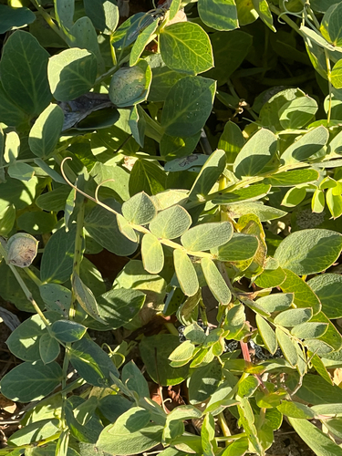 Lathyrus japonicus observed 2026-10-23