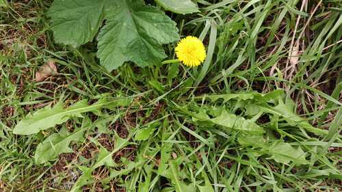 common dandelion photograph by the iNaturalist community