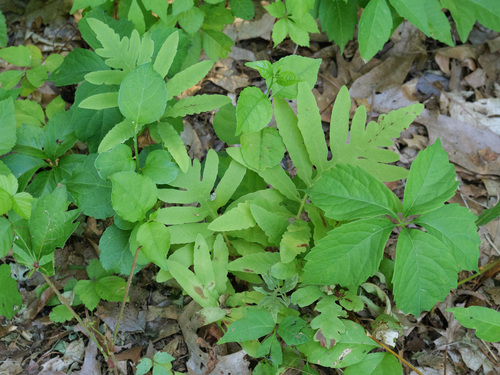sensitive fern photograph by the iNaturalist community