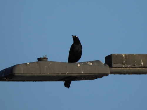 Great-tailed Grackle photograph by the iNaturalist community