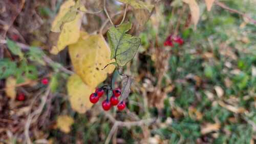 bittersweet nightshade photograph by the iNaturalist community