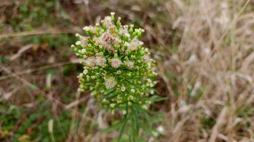 horseweed photograph by the iNaturalist community