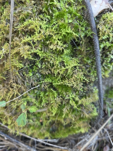 Thuidium delicatulum observed 2026-10-23