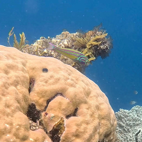 Thalassoma quinquevittatum observed 2026-10-23