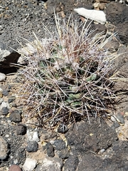 Coryphantha robustispina uncinata