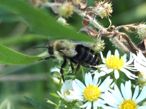 Common Eastern Bumble Bee photograph by the iNaturalist community