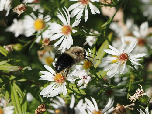 Common Eastern Bumble Bee photograph by the iNaturalist community