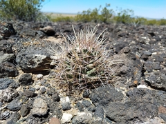 Coryphantha robustispina uncinata