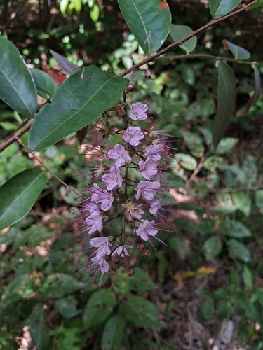 Hirtella racemosa observed 2026-10-17