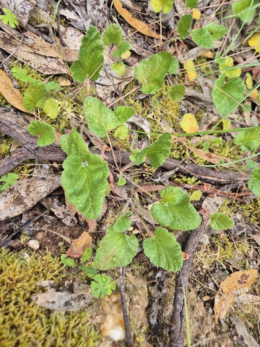 Pelargonium rodneyanum observed 2026-10-24