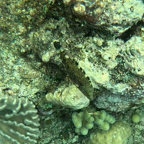 Cheilinus trilobatus observed 2026-10-23