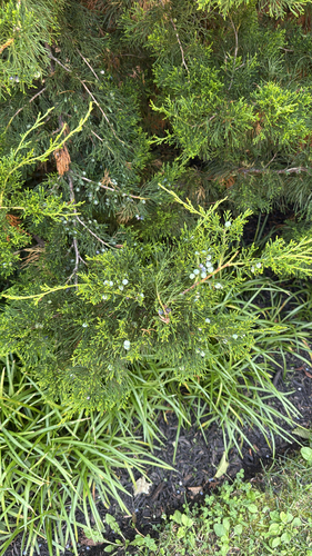 eastern redcedar photograph by the iNaturalist community