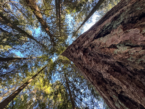 Douglas-fir photograph by the iNaturalist community