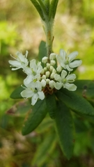 Rhododendron groenlandicum