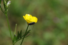 Acmaeodera ornata
