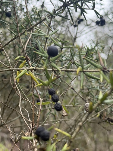 Alyxia ruscifolia observed 2026-10-24