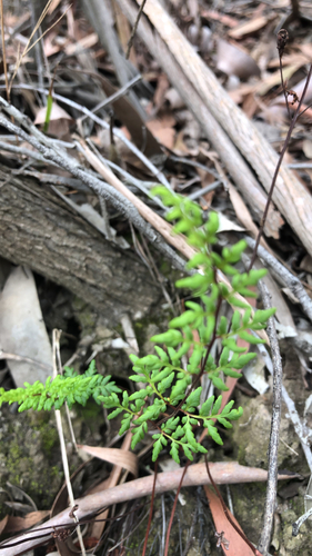 Cheilanthes sieberi observed 2026-10-24