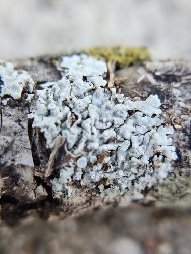Frosted Rosette Lichen