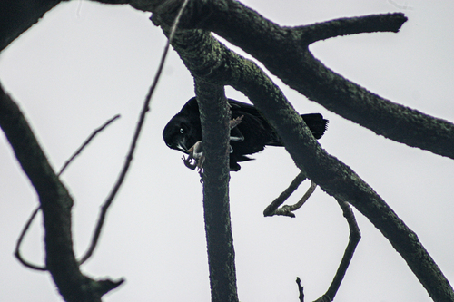 Corvus orru observed 2026-10-24