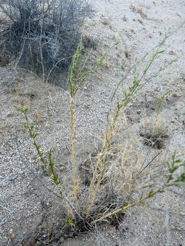 sticky snakeweed